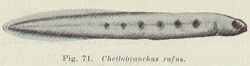 FMIB 45581 Cheilobranchus rufus.jpeg