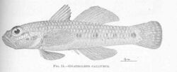 FMIB 47488 Gnatholepis calliurus.jpeg