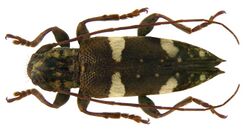 Falsepilysta bifasciata (Aurivillius, 1923) male (3392083906).jpg