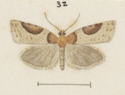 Fig 32 MA I437625 TePapa Plate-XXVI-The-butterflies full (cropped).jpg