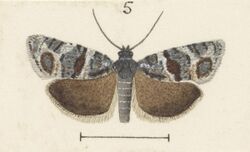 Fig 5 MA I437626 TePapa Plate-XXVII-The-butterflies full (cropped).jpg