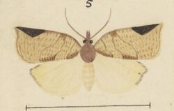 Fig 5 MA I437910 TePapa Plate-XLIX-The-butterflies full (cropped).jpg