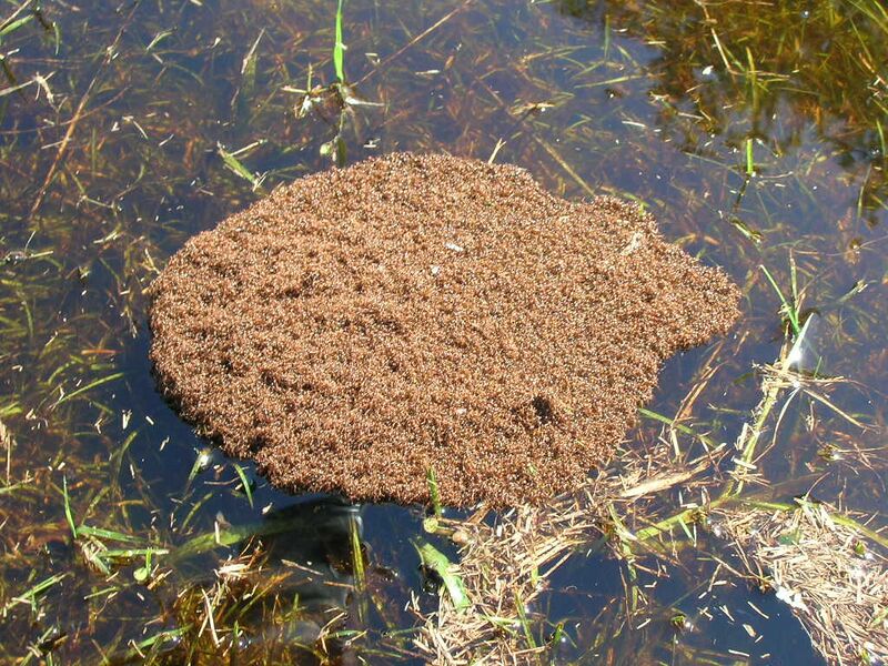File:Fire ants cluster in water.jpg