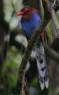 Flickr - Rainbirder - Ceylon Blue Magpie (Urocissa ornata).jpg