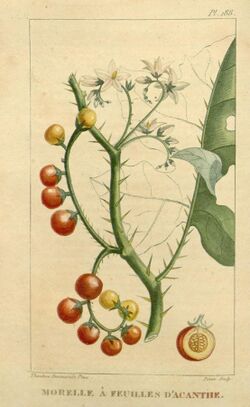 Flore médicale des Antilles, ou, Traité des plantes usuelles (Pl. 188) (8182063235).jpg