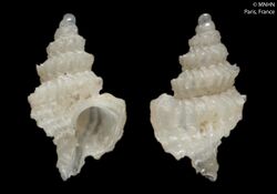 Gemixystus calcareus (MNHN-IM-2000-24180).jpeg