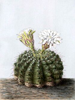 Gymnocalycium quehlianum BlKakteenT105.jpg