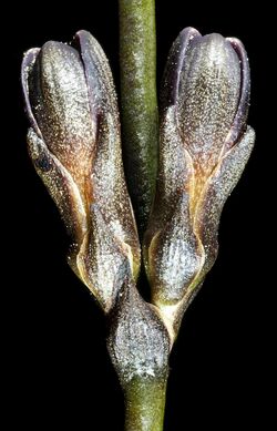 Haemodorum brevisepalum - Flickr - Kevin Thiele.jpg
