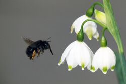 Hairy-Footed Flower Bee (Anthophora plumipes) on Spring Snowflake (Leucojum vernum).JPG