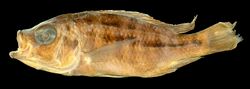 Hemitaeniochromis brachyrhynchus holotype.jpg