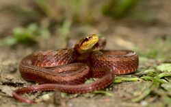 Herpetoreas sieboldii SikkimKeelback Eaglenest Arunachal.jpg