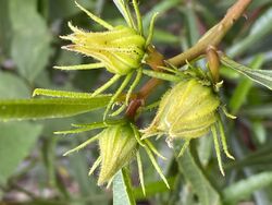 Hibiscus heterophyllus buds 01.jpg