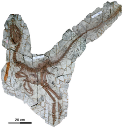 Holotype of Sinocalliopteryx gigas.png