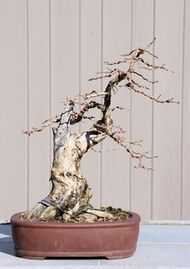 Honeysuckle bonsai 2-3-08.jpg