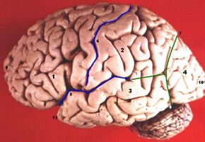 Human brain lateral view description.JPG