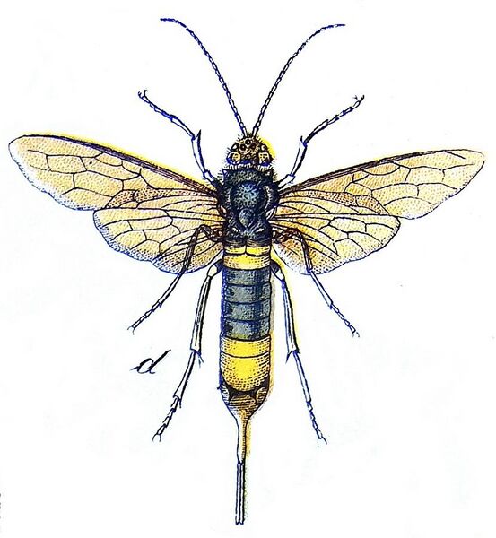 File:Hymenoptera Vielfalt Horntail.jpg