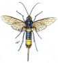 Hymenoptera Vielfalt Horntail.jpg