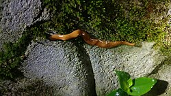 A narrow, brown flatworm on a rock.