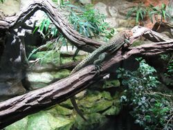 Jielbeaumadier lezard-caiman zoo praha 2010.jpeg
