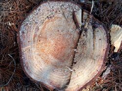 Korean pine (Pinus koraiensis) trunk cross section.jpg