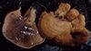 Lactarius peckii 72454.jpg