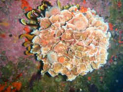 Lacy false coral at Atlantis Reef PA157784.JPG