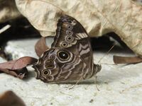 Lethe rohria Fabricius, 1787 – Common Treebrown at Periya (10).jpg