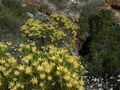 Leucadendron xanthoconus Potberg group.jpg