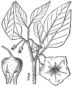 Leucophysalis grandiflora BB-1913.png