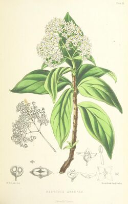 MELLISS(1875) p371 - PLATE 35 - Hedyotis Arborea.jpg