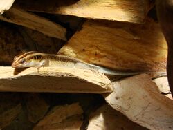 Mabuya quadricarinata (Wroclaw zoo)-2.JPG