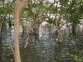 Mangrove park.JPG