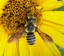 Megachile inimica female sunflower.jpg