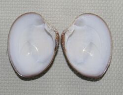Megapitaria squalida, chocolate clam, interior.jpg