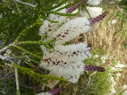 Melaleuca huegelii 2.JPG