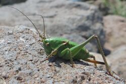 Mormon Cricket (8930153020).jpg