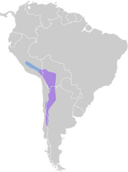 Muscisaxicola cinereus map.svg