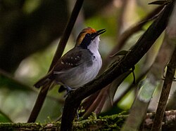 Myrmoborus leucophrys White-browed Antbird (female); Serra do Navio, Amapá, Brazil.jpg