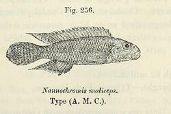 Nanochromis nudiceps.jpg