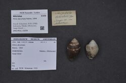 Naturalis Biodiversity Center - ZMA.MOLL.18259 - Mitra decurtata Reeve, 1844 - Mitridae - Mollusc shell.jpeg