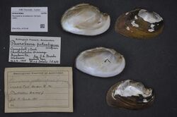 Naturalis Biodiversity Center - ZMA.MOLL.419146 - Pleurobema strodeanum (Wright, 1898) - Unionidae - Mollusc shell.jpeg