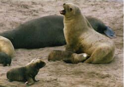 New zealand sea lion nursing.jpg
