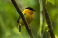 Orange-collared Manakin - Rio Tigre - Costa Rica MG 7859 (26651287556).jpg