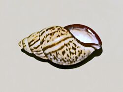 Orthalicidae - Porphyrobaphe iostoma.JPG