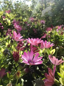 Osteospermum in palestine 2.jpg