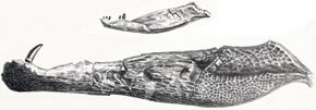 Oweniasuchus.jpg