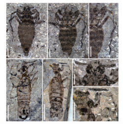 P.wangi fossil image.png
