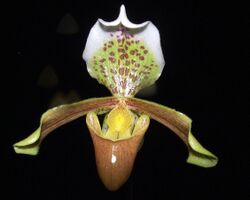 Paphiopedilum insigne Orchi 01.jpg