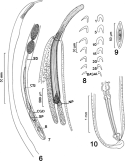 Parasite180037-fig3 FIGS 6-10 Pararhadinorhynchus magnus.png