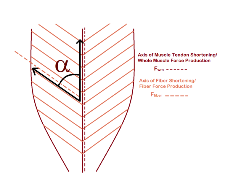 File:Pennation angle of fibers in pennate muscle.png